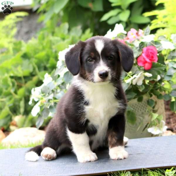Dandy, Welsh Corgi Mix Puppy