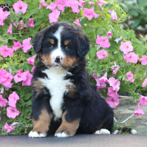 Dandy, Bernese Mountain Dog Puppy