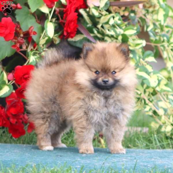 Dandy, Pomeranian Puppy