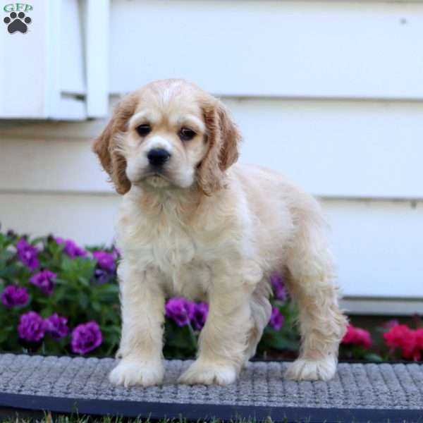 Dandy, Cocker Spaniel Puppy