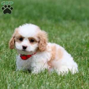 Dandy, Cavachon Puppy