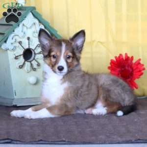 Dandy, Sheltie Puppy