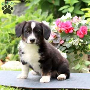 Dandy, Welsh Corgi Mix Puppy