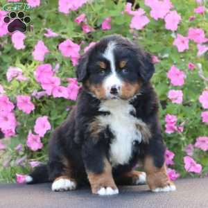 Dandy, Bernese Mountain Dog Puppy
