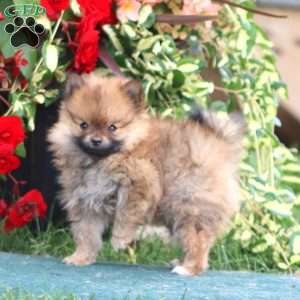 Dandy, Pomeranian Puppy