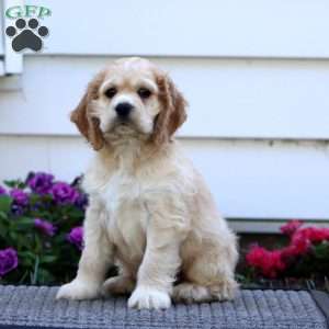 Dandy, Cocker Spaniel Puppy