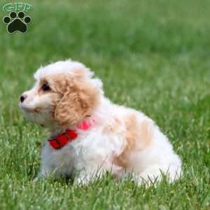 Dandy, Cavachon Puppy