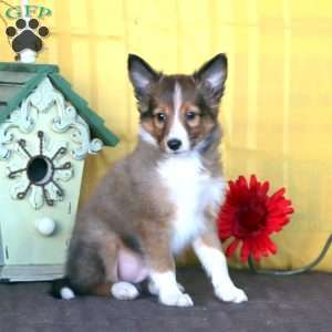 Dandy, Sheltie Puppy