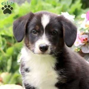 Dandy, Welsh Corgi Mix Puppy