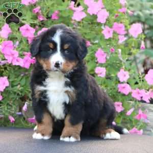 Dandy, Bernese Mountain Dog Puppy