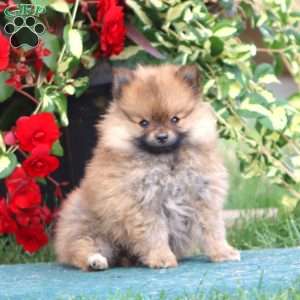 Dandy, Pomeranian Puppy