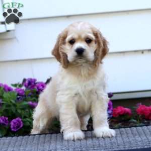 Dandy, Cocker Spaniel Puppy