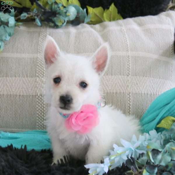 Danielle, West Highland Terrier Puppy