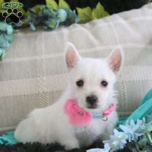 Danielle, West Highland Terrier Puppy