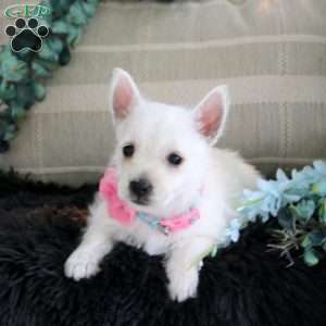 Danielle, West Highland Terrier Puppy