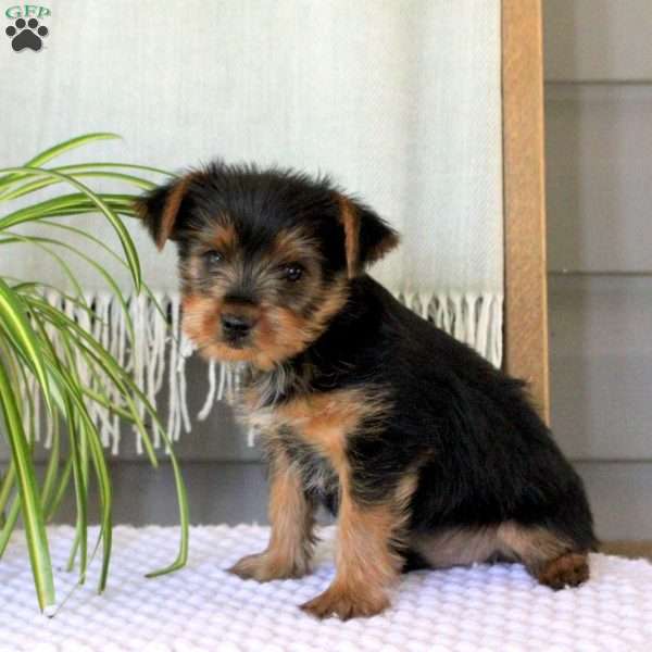 Danny, Yorkie Puppy