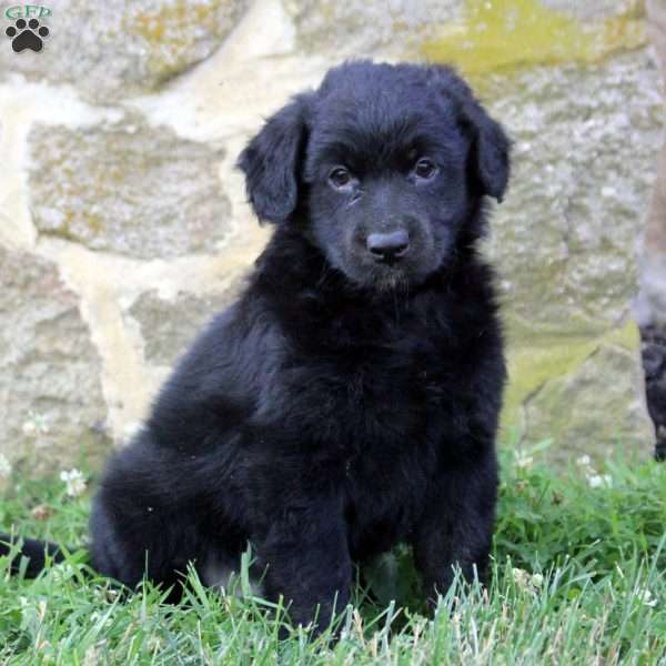 Danny, Aussiedoodle Puppy