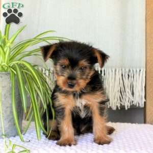 Danny, Yorkie Puppy