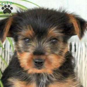 Danny, Yorkie Puppy