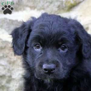Danny, Aussiedoodle Puppy