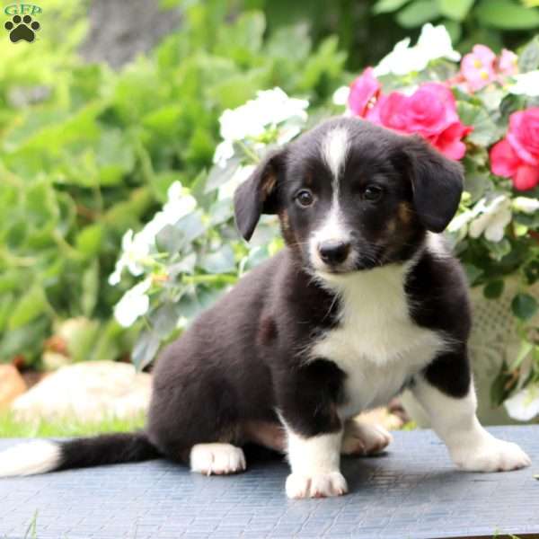 Danny, Welsh Corgi Mix Puppy