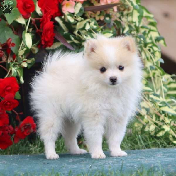 Danny, Pomeranian Puppy
