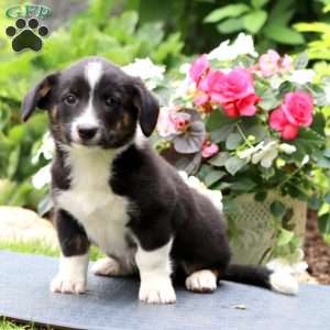 Danny, Welsh Corgi Mix Puppy