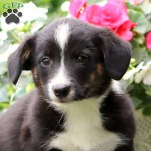 Danny, Welsh Corgi Mix Puppy
