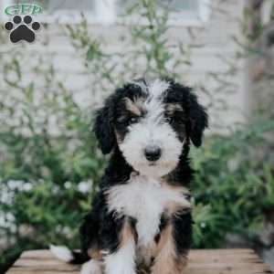 Danny, Mini Bernedoodle Puppy