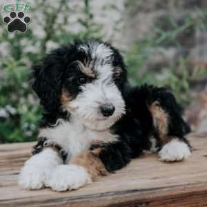 Danny, Mini Bernedoodle Puppy
