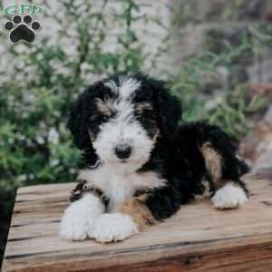 Danny, Mini Bernedoodle Puppy