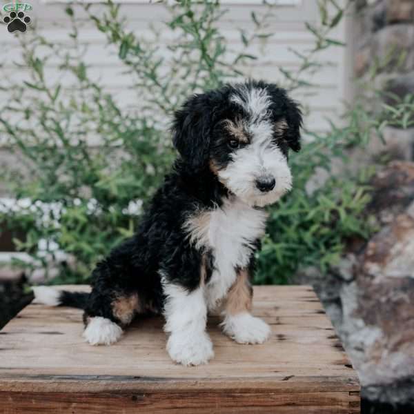 Danny, Mini Bernedoodle Puppy