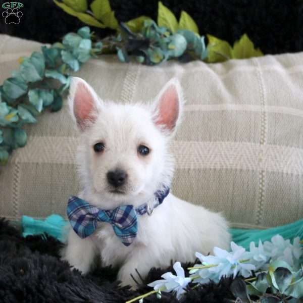 Dante, West Highland Terrier Puppy