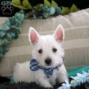 Dante, West Highland Terrier Puppy