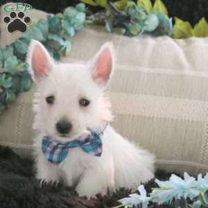 Dante, West Highland Terrier Puppy