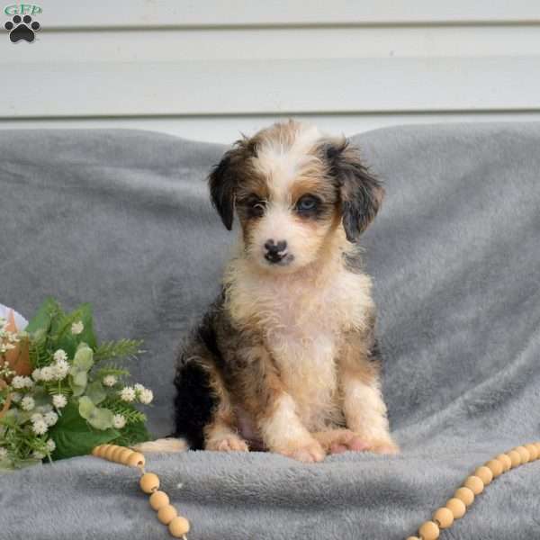Daphne, Mini Bernedoodle Puppy