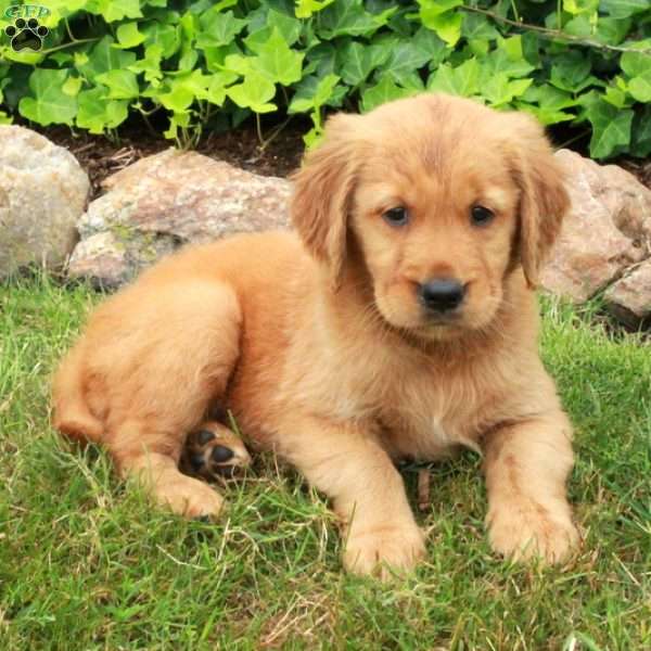 Daphne, Golden Retriever Puppy