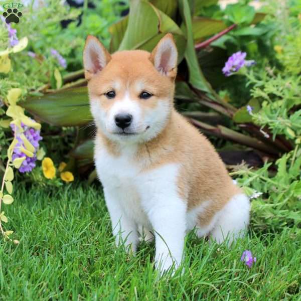 Daphne, Shiba Inu Puppy
