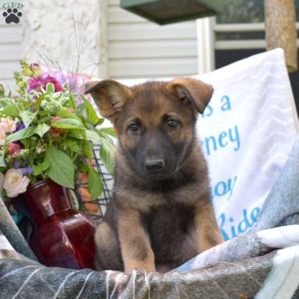 Daphne, German Shepherd Puppy