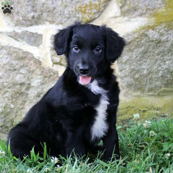 Daphne, Aussiedoodle Puppy