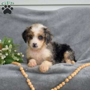 Daphne, Mini Bernedoodle Puppy