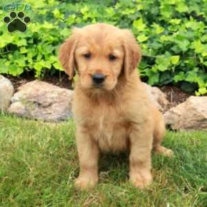 Daphne, Golden Retriever Puppy