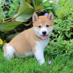 Daphne, Shiba Inu Puppy