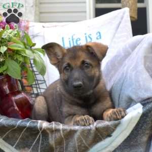 Daphne, German Shepherd Puppy