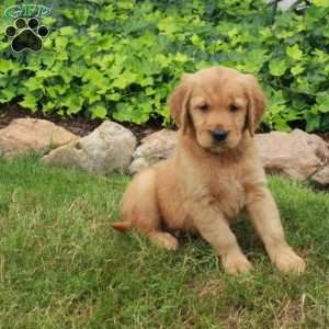 Daphne, Golden Retriever Puppy