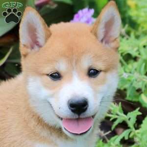 Daphne, Shiba Inu Puppy
