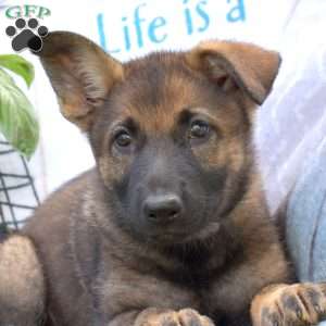 Daphne, German Shepherd Puppy