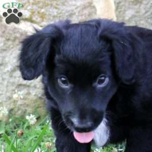 Daphne, Aussiedoodle Puppy