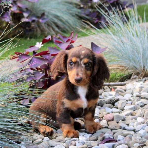 Darcy, Dachshund Puppy