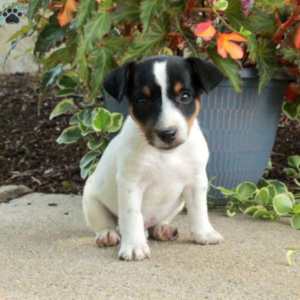 Darcy, Jack Russell Terrier Puppy